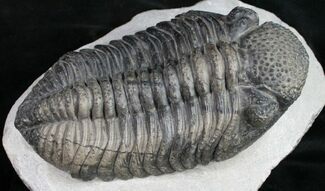Big, Fat Drotops Trilobite - Great Preparation #10526