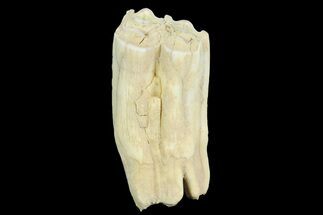 Pleistocene Aged Fossil Bison Tooth - Kansas #154203