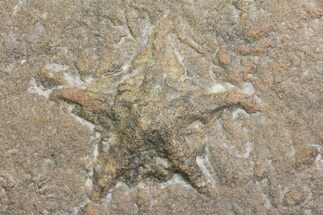 Ordovician Starfish (Asteriacites) Burrow Trace Fossil - Morocco #154212