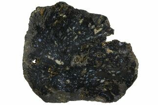 Agate/Mineral Replaced Petrified Wood - Tom Minor Basin, Montana #154582