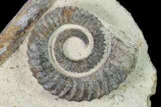 Early Devonian Ammonoid (Anetoceras) - Tazarine, Morocco #154316