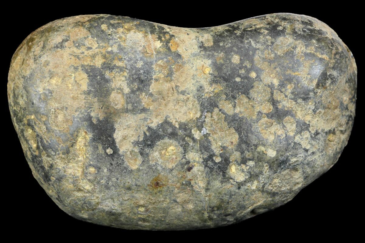 gastroliths fossil