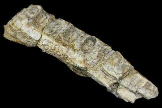 Permian Amphibian (Eryops) Fossil Jaw Section - Texas #155177