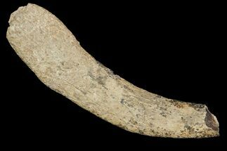 Fossil False Saber-Toothed Cat (Nimravus) Tooth - France #155123