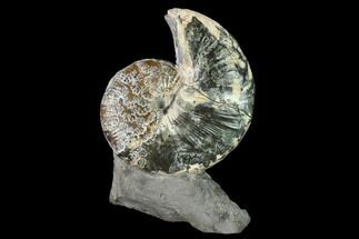 Ammonite (Hoploscaphites) - South Dakota #155433