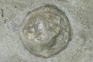 Fossil Edrioasteroid (Carneyella) - Ontario #155906
