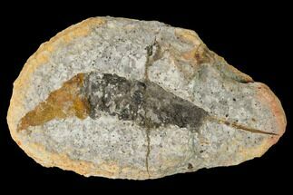 Triassic Fossil Shrimp (Litopenaeus) in Nodule - Madagascar #155917