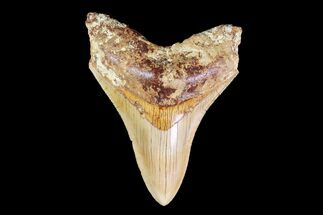 Serrated, Lower Megalodon Tooth - Indonesia #154624