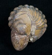 Enrolled Reedops Trilobite From Morocco #10602