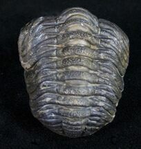 Arched Phacops Trilobite - Bumpy Shell #10600