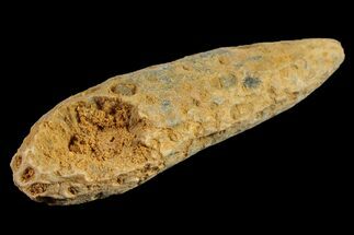 2.3" Agatized Seed Cone (Or Aggregate Fruit) - Morocco - Fossil #155029