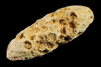 1.9" Agatized Seed Cone (Or Aggregate Fruit) - Morocco - Fossil #155001