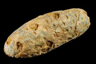1.8" Agatized Seed Cone (Or Aggregate Fruit) - Morocco - Fossil #154998