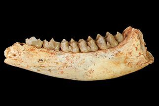 Eocene Ruminant (Lophiomeryx?) Jaw Section - France #155951