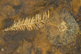 Paleocene Fossil Plant & Winged Walnut Fruit Fossil - North Dakota #156275