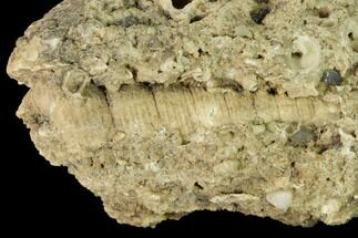 Miocene Gastropod (Turritella) Fossil - Germany #156448