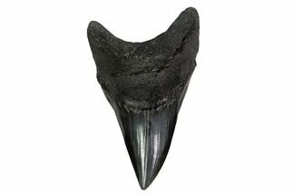 Rare, Fossil Mackerel Shark (Parotodus) Tooth - Georgia #156529