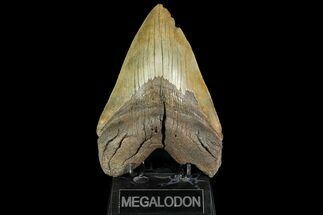Serrated, Fossil Megalodon Tooth - One Of The Largest We've Had! #156542