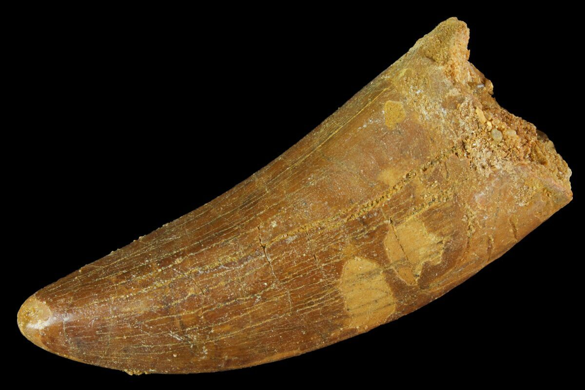 2.64" Carcharodontosaurus Tooth Real Dinosaur Tooth (156567) For