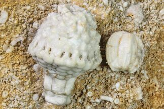 Fossil Crinoid and Blastoid Plate - Missouri #156779