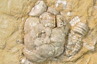 Fossil Crinoid (Megistocrinus) Plate - Missouri #156787