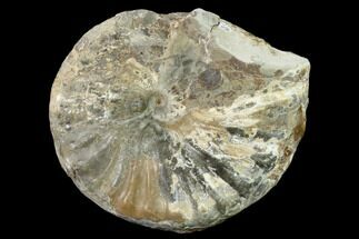 Cretaceous Fossil Ammonite (Metoicoceras) - Texas #157237