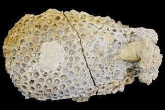 Fossil Coral Colony (Stylina & Thamnasteria) Association -Germany #157325