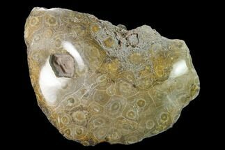 6.3" Polished Fossil Coral (Actinocyathus) Head - Morocco - Fossil #157544