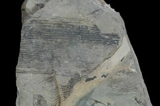 8" Pennsylvanian Horsetail (Calamites) Plate - Kentucky - Fossil #158804