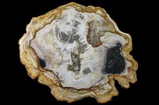 Polished, Petrified Wood Round - Indonesia #159357