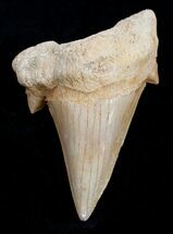 Inch Otodus Fossil Shark Tooth - High Quality #1739