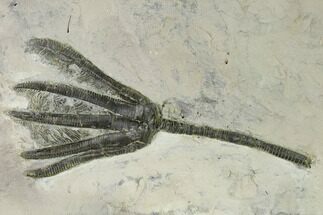 D Fossil Crinoid (Encrinus) - Germany #159675