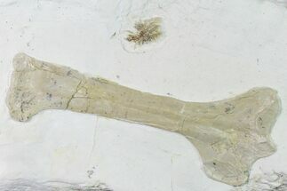 Fossil Pterosaur (Azhdarchidae) Humerus - Solnhofen Limestone #159700