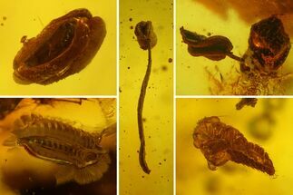 Fossil Cicada Larva and Multiple Flower Stamen in Baltic Amber #159827