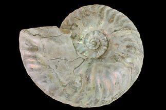 Silver Iridescent Ammonite (Cleoniceras) Fossil - Madagascar #159380