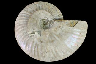 Silver Iridescent Ammonite (Cleoniceras) Fossil - Madagascar #159386
