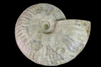 Silver Iridescent Ammonite (Cleoniceras) Fossil - Madagascar #159388