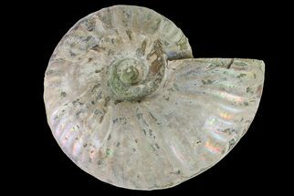 Silver Iridescent Ammonite (Cleoniceras) Fossil - Madagascar #159393