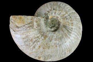 6.35" Silver Iridescent Ammonite (Cleoniceras) Fossil - Madagascar - Fossil #159400
