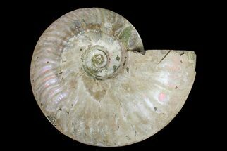 Silver Iridescent Ammonite (Cleoniceras) Fossil - Madagascar #159377