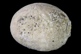.8" Cretaceous Echinoid (Catopygus) Fossil - France - Fossil #156328