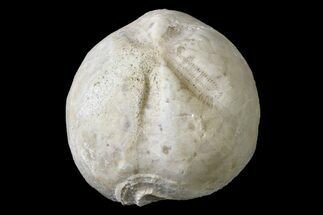 Cretaceous Heart Urchin (Hemisaster) Fossil - France #156332