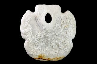 Pliocene Sand Dollar (Encope) Fossil - Florida #156387