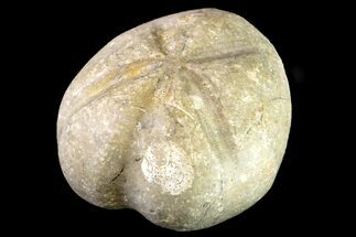 Cretaceous Sea Urchin (Macraster) Fossil - Texas #156398