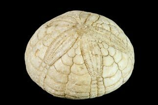 Cretaceous Echinoid (Hardouinia) Fossil - Alabama #156341