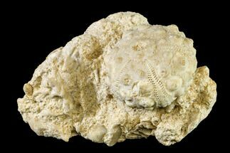 Jurassic Sea Urchin (Hemicidaris) Fossil in Situ - France #156352
