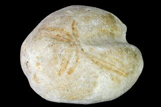 1.7" Cretaceous Sea Urchin (Heteraster) Fossil - Texas - Fossil #156358