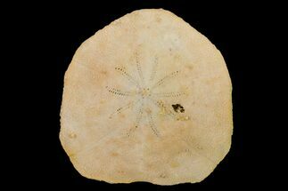Oligocene Echinoid (Monostychia) Fossil - Australia #156367