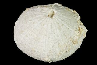 Cretaceous Echinoid (Holectypus) Fossil - Texas #156368