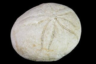 Eocene Sea Biscuit (Echinolampas) Fossil - France #156403